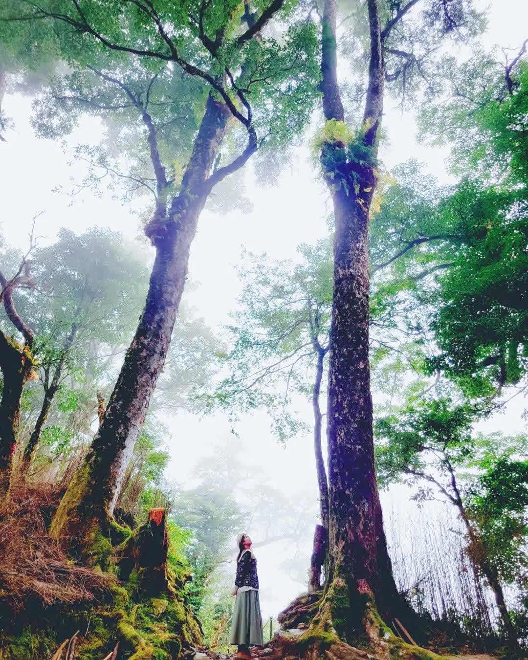 檜山巨木群步道 | 去趣 chicTrip