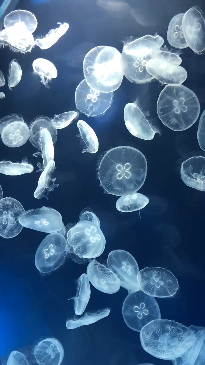 Xpark 水族館 | 去趣 chicTrip