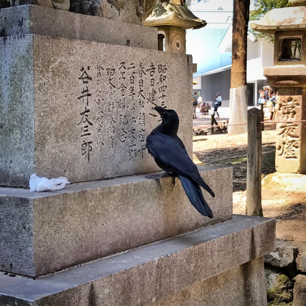 奈良公園 | 去趣 chicTrip