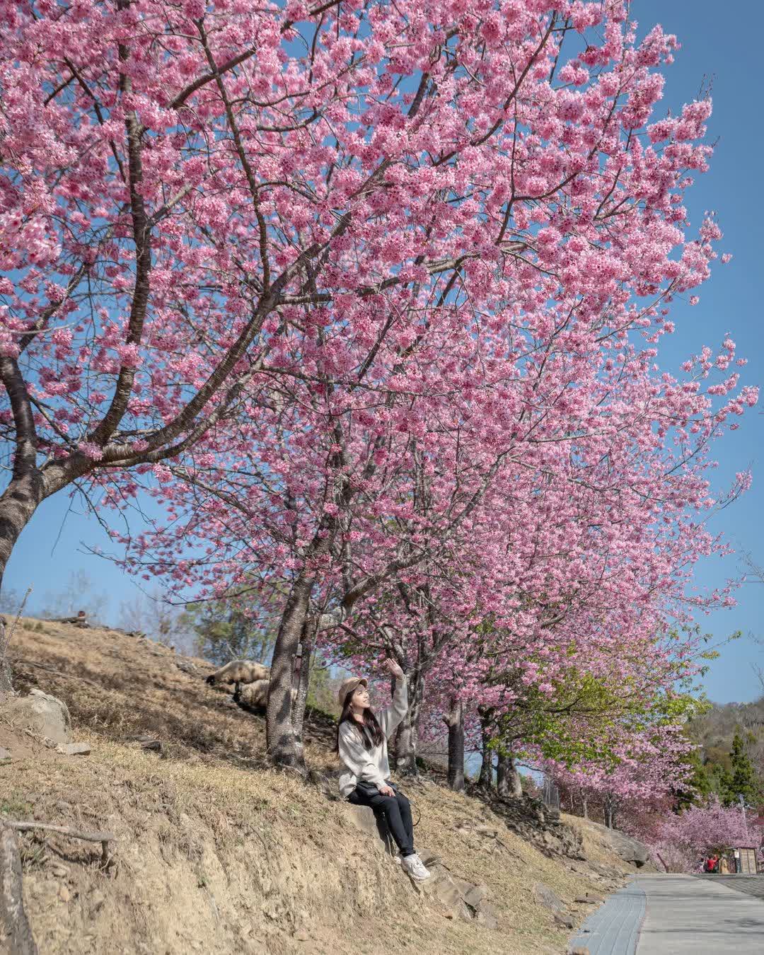 清境農場青青草原 | 去趣 chicTrip