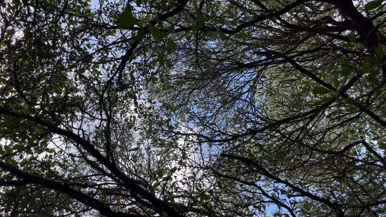 四草綠色隧道 | 去趣 chicTrip