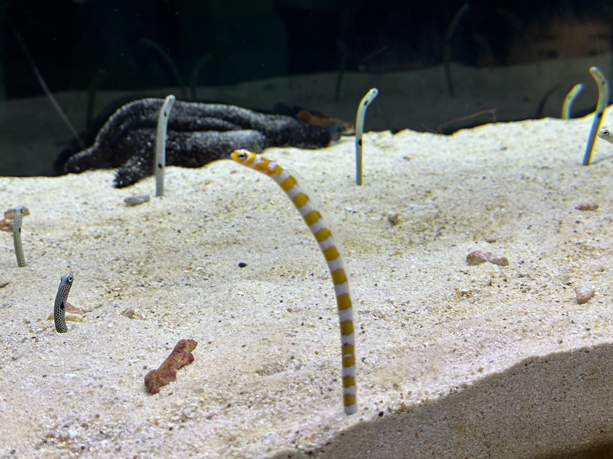 海遊館 | 去趣 chicTrip