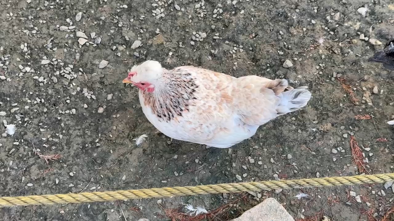 三隻小豬觀光農場 | 去趣 chicTrip