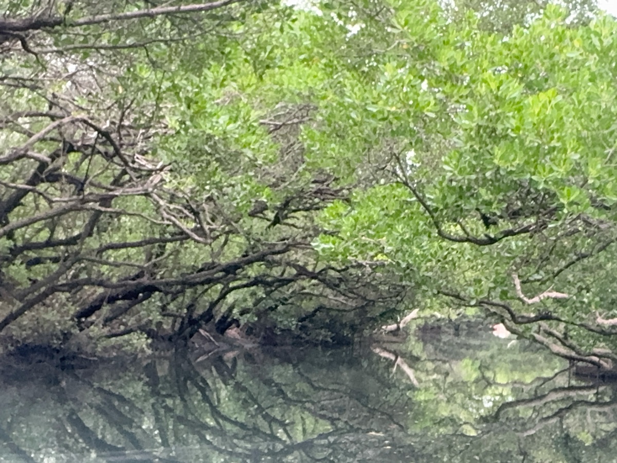 四草綠色隧道 | 去趣 chicTrip