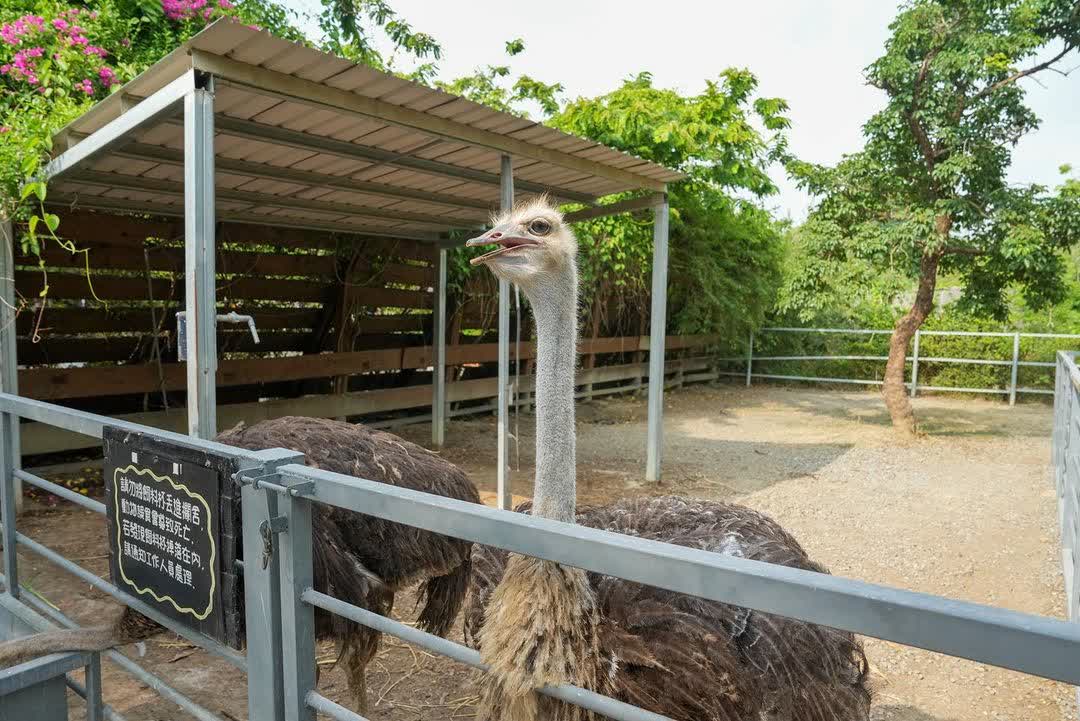 樹谷農場 | 去趣 chicTrip