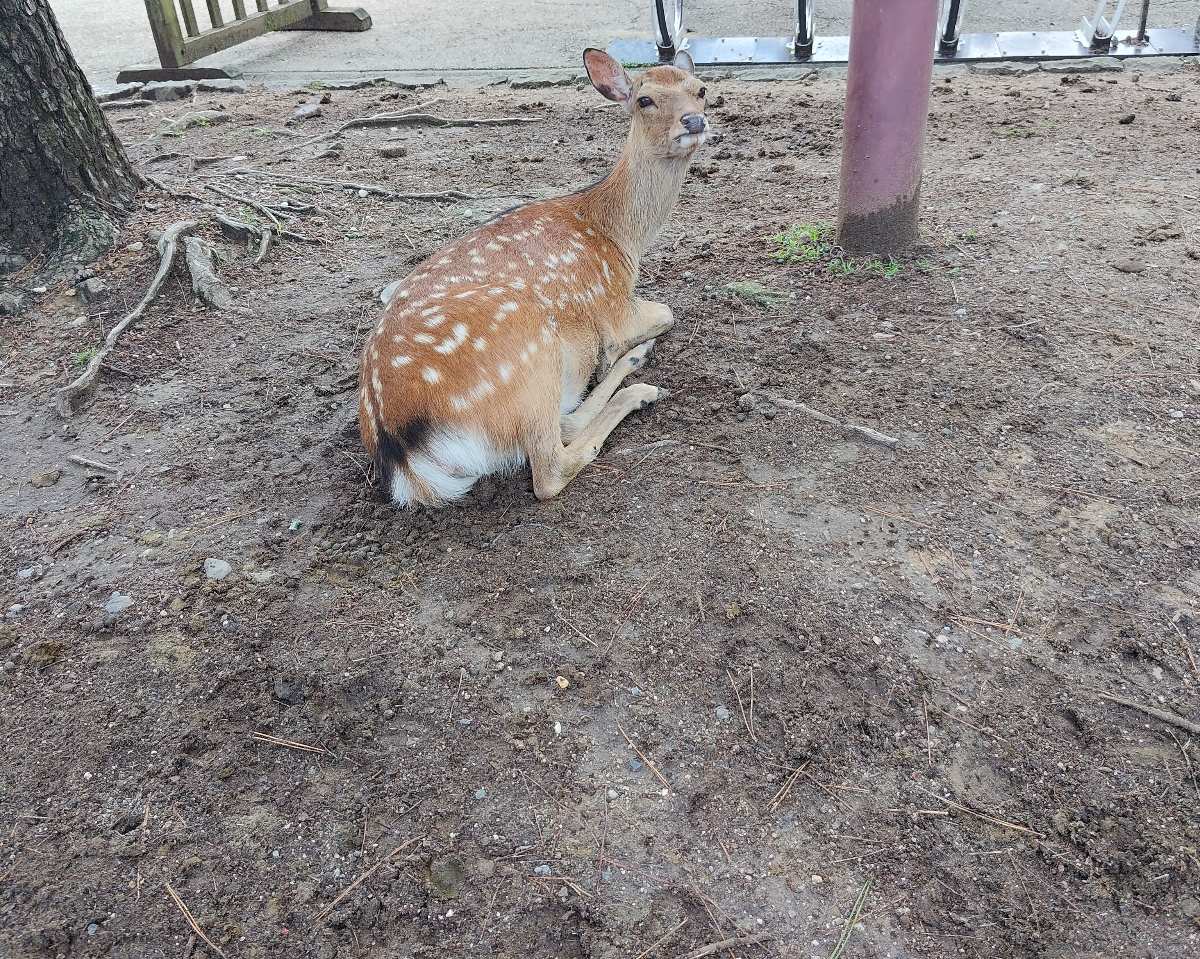 奈良公園 | 去趣 chicTrip