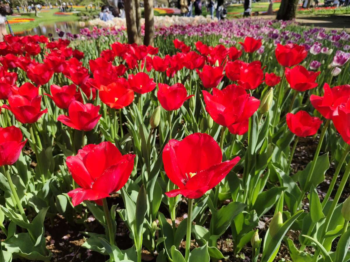 昭和紀念公園 | 去趣 chicTrip