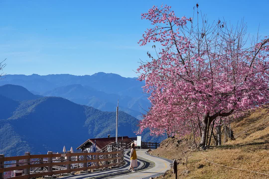 清境農場青青草原 | 去趣 chicTrip