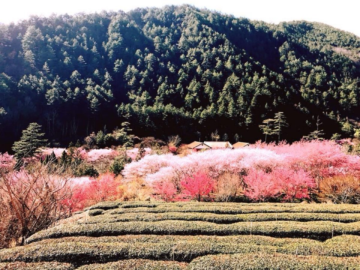 武陵農場 | 去趣 chicTrip