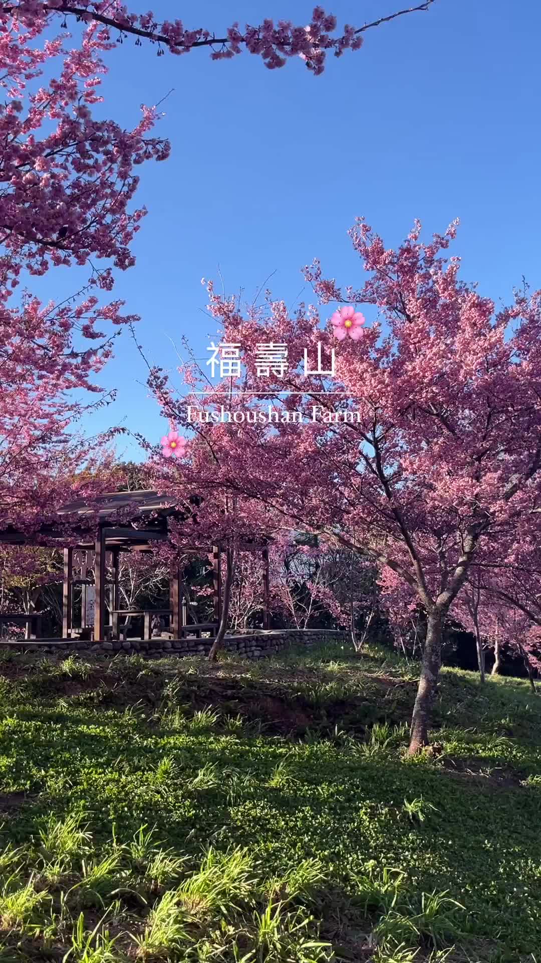 福壽山農場|千櫻園 | 去趣 chicTrip