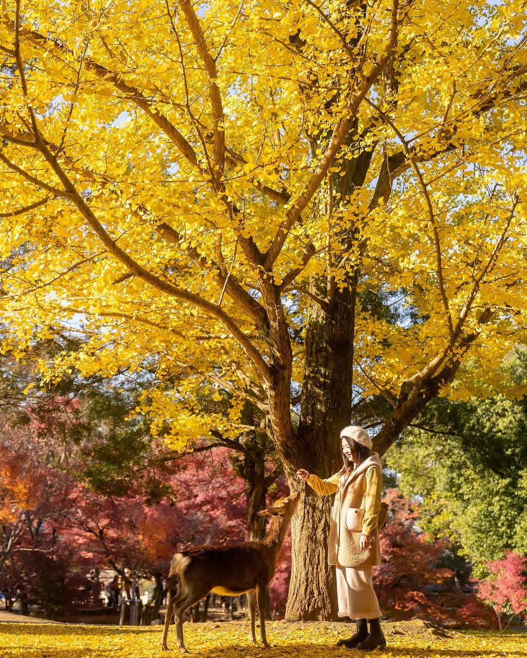 奈良公園 | 去趣 chicTrip