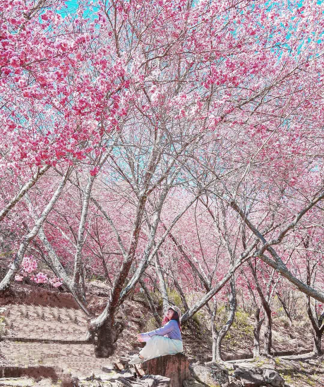 武陵農場 | 去趣 chicTrip