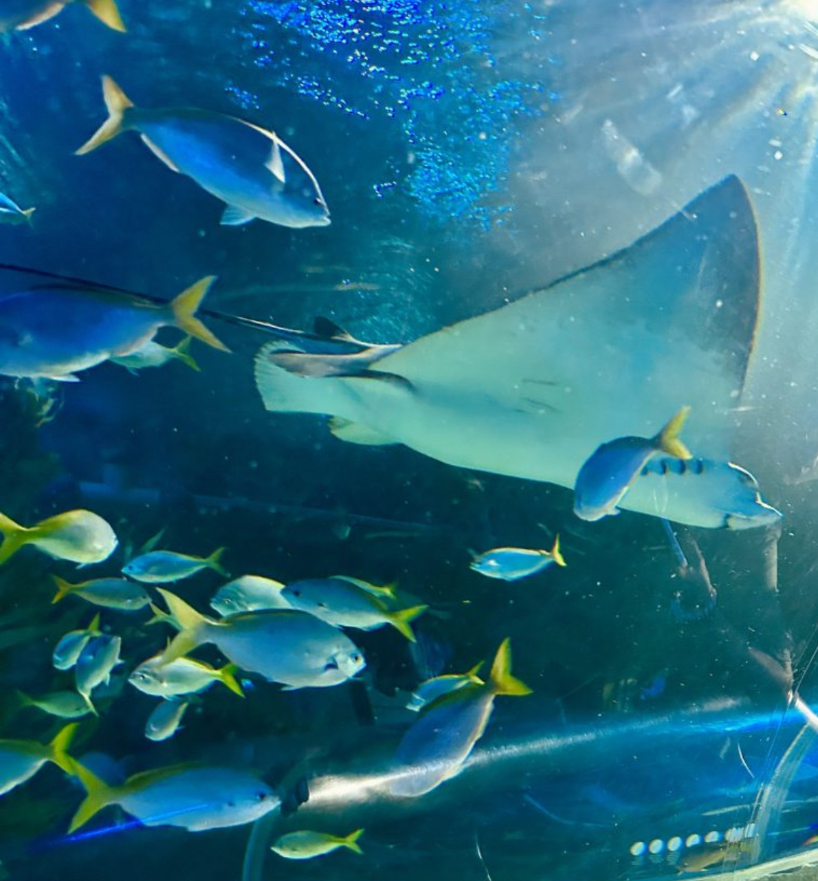 吉隆坡水族館 | 去趣 chicTrip