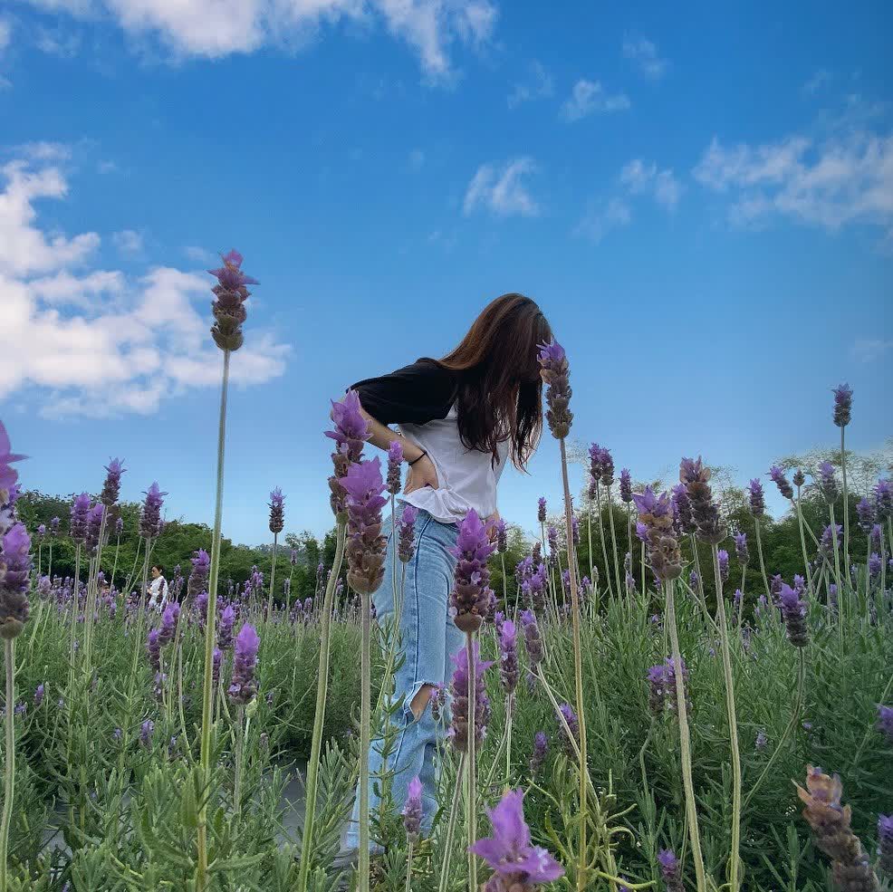 雅聞七里香玫瑰森林 | 去趣 chicTrip