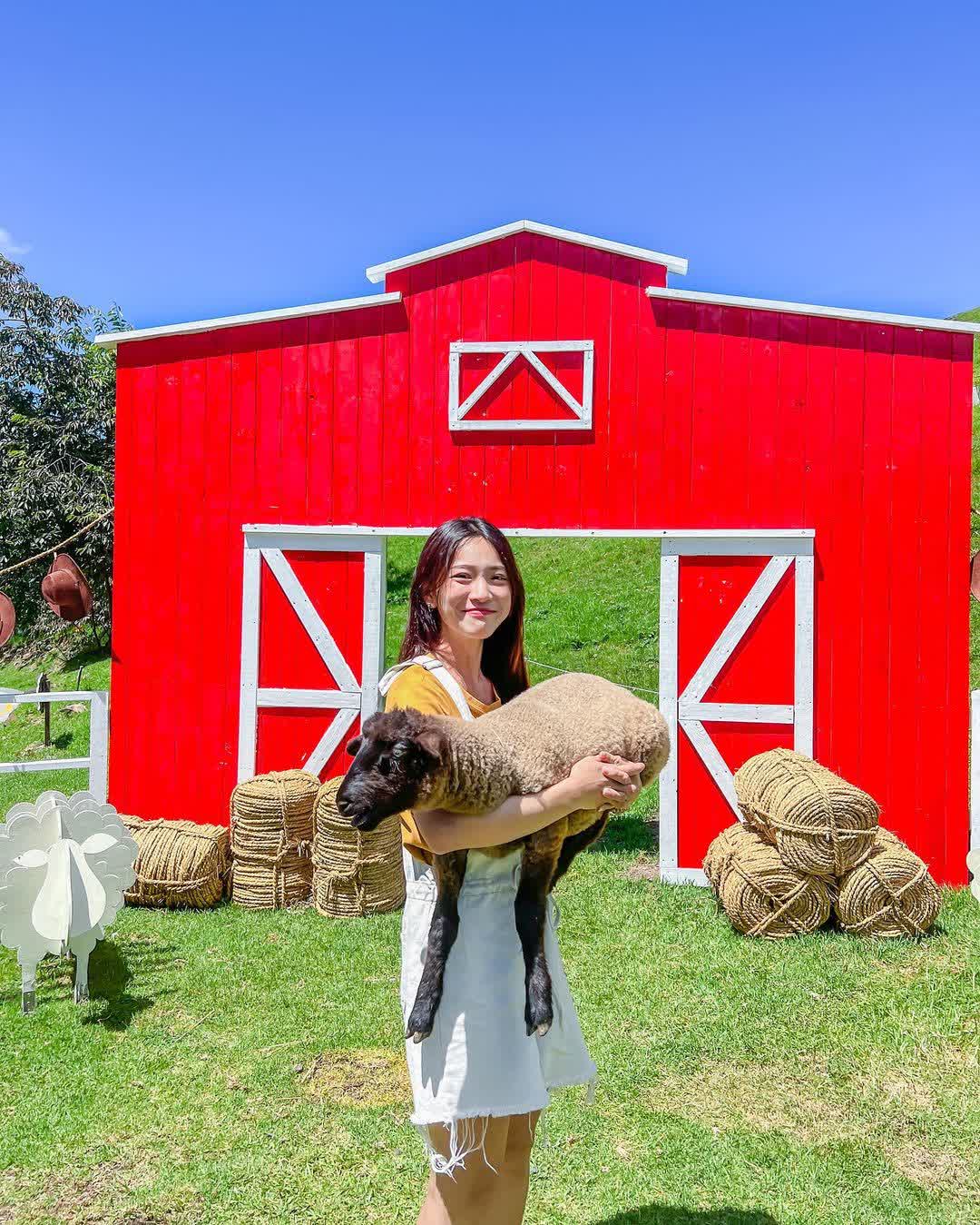 清境農場綿羊秀 | 去趣 chicTrip