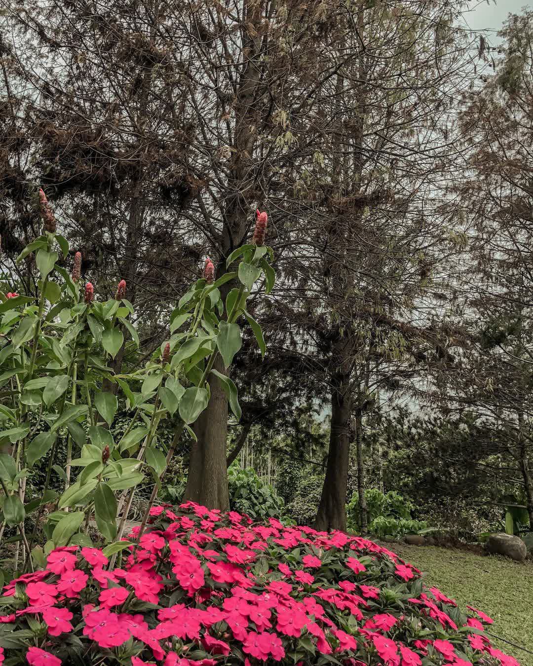 幸福山丘 | 去趣 chicTrip