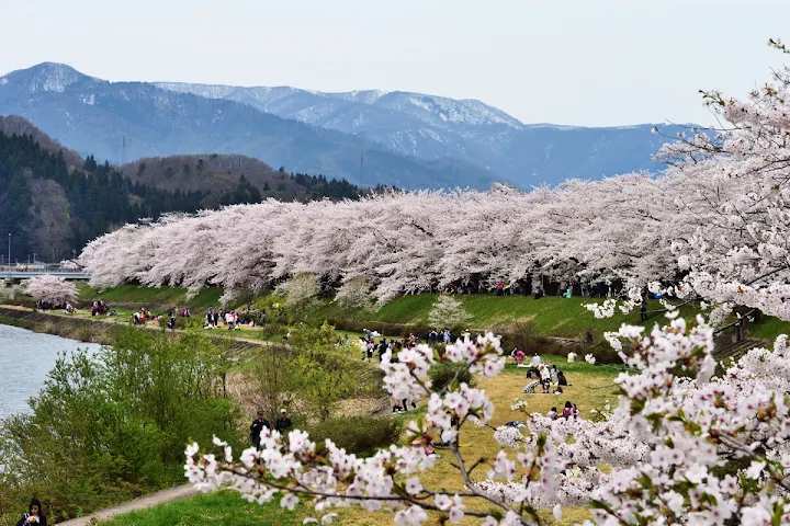 檜木內川堤公園 | 去趣 chicTrip