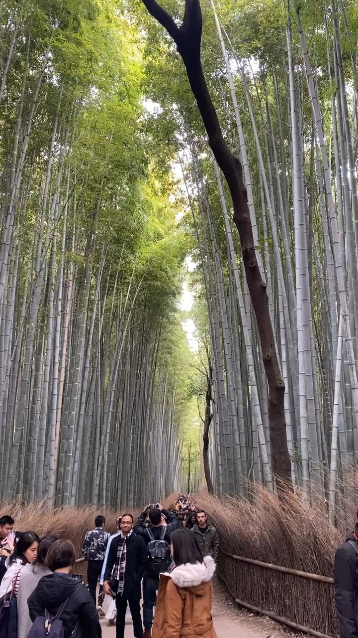 嵯峨野 竹林の小径 Arashiyama Bamboo Grove | 去趣 chicTrip