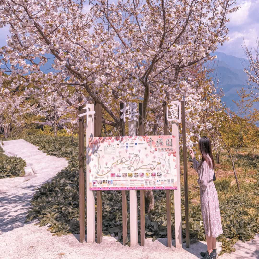 福壽山農場|千櫻園 | 去趣 chicTrip