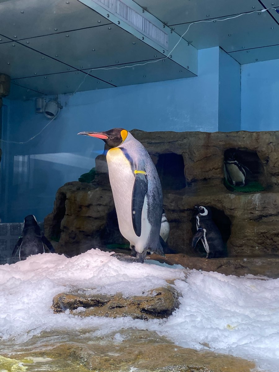 Xpark 水族館 | 去趣 chicTrip