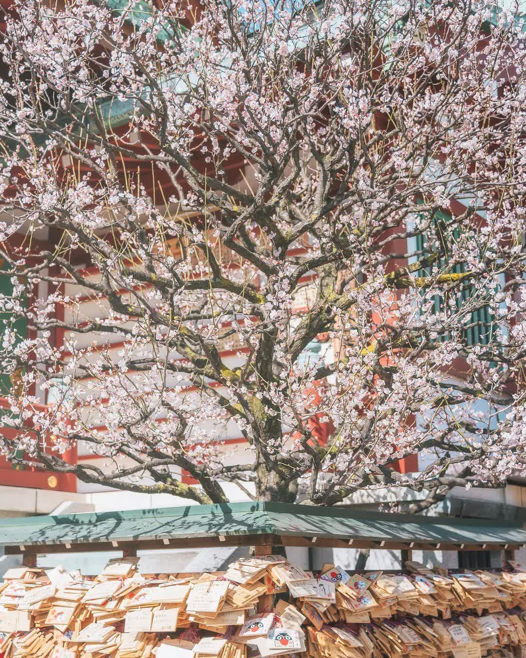龜戶天神社 | 去趣 chicTrip