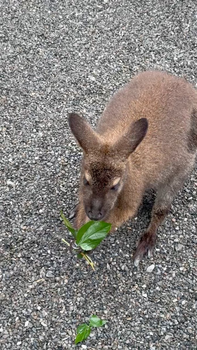 張美阿嬤農場（月森甯手作工坊） | 去趣 chicTrip