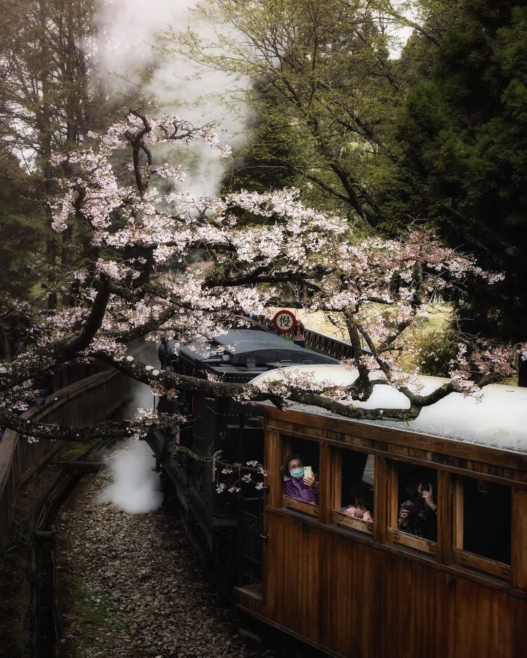 阿里山國家森林遊樂區 | 去趣 chicTrip