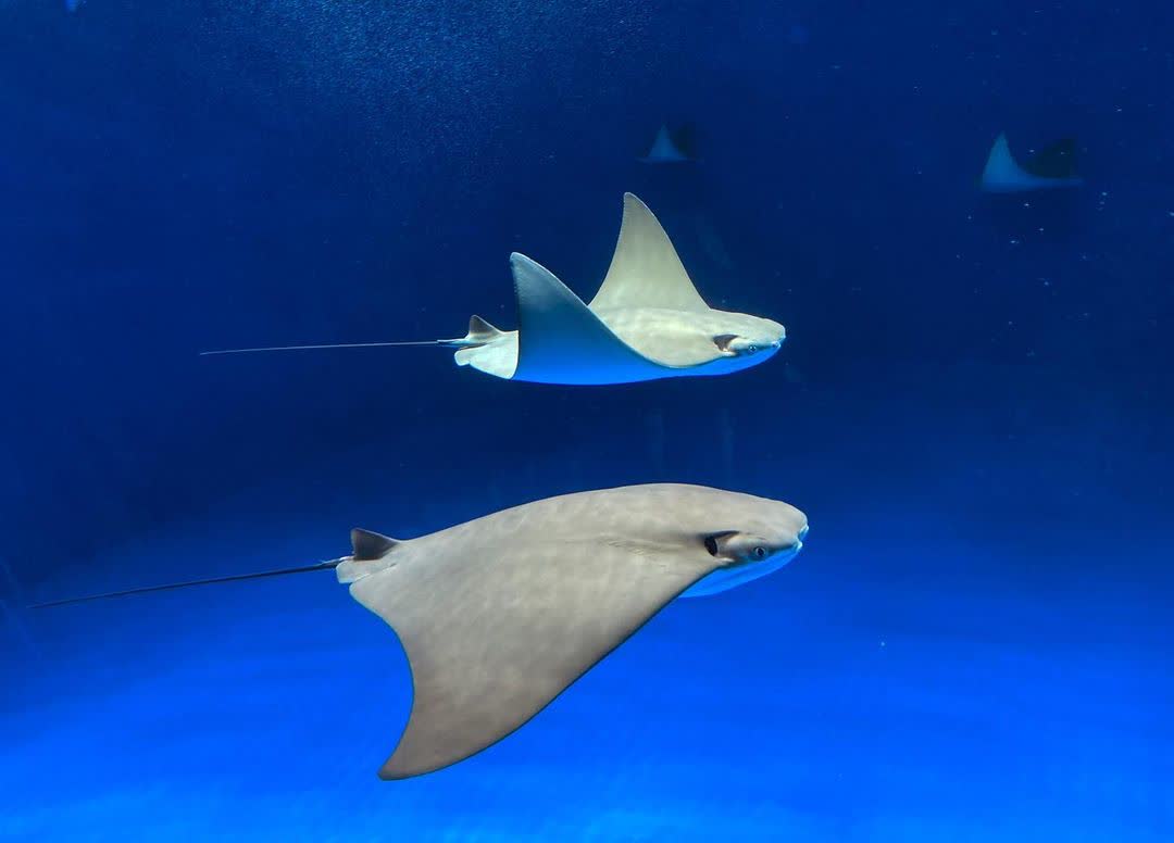 Xpark 水族館 | 去趣 chicTrip