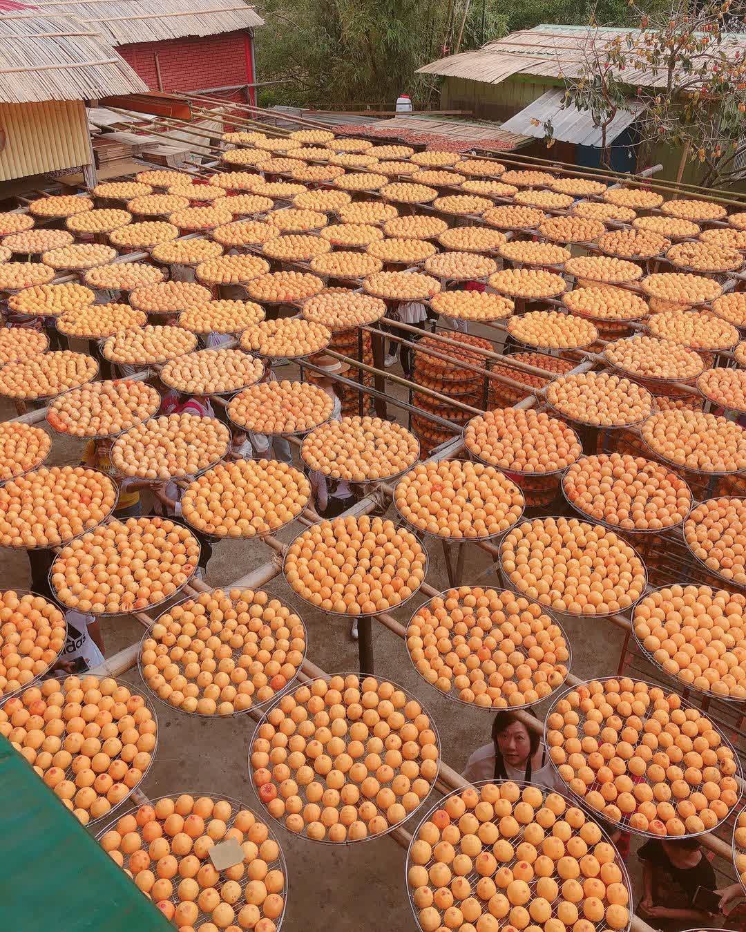 味衛佳柿餅教育農園 | 去趣 chicTrip