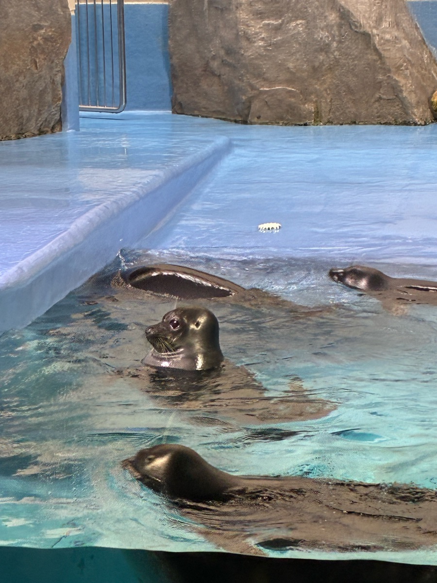 鳥羽水族館 | 去趣 chicTrip