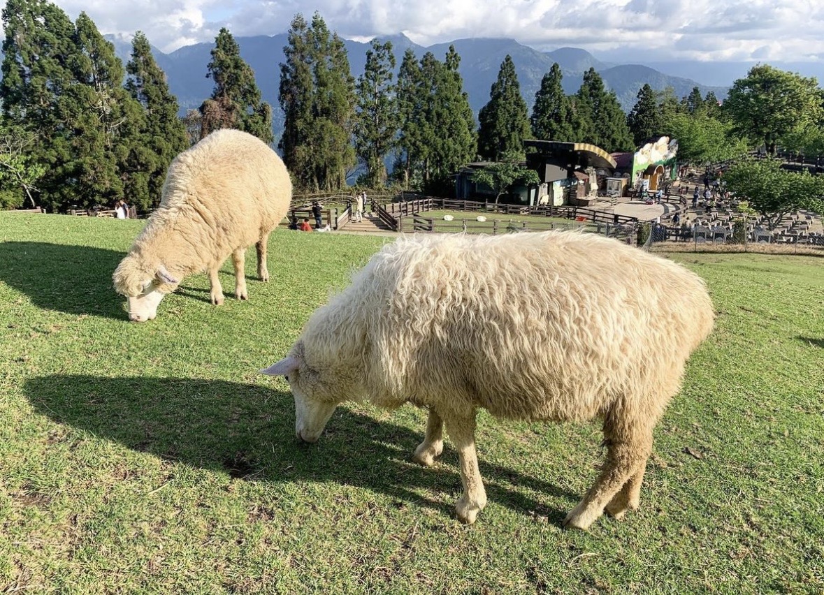 清境農場青青草原 | 去趣 chicTrip