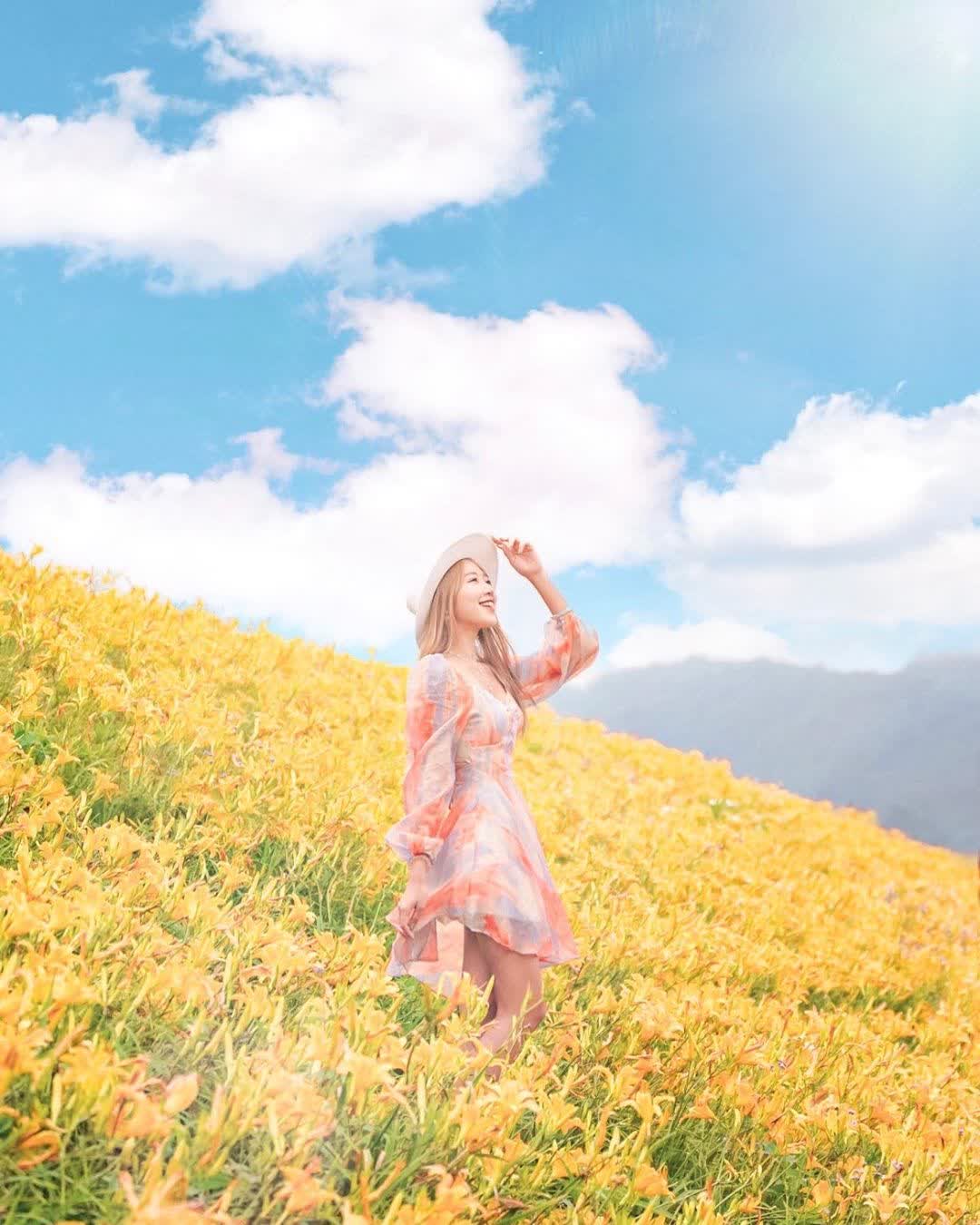 大湖社寮角金針花廊道