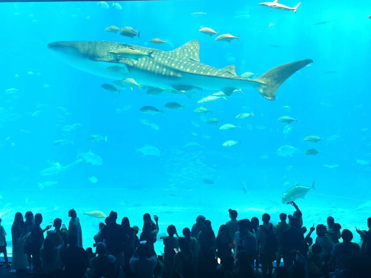 沖繩美麗海水族館 | 去趣 chicTrip