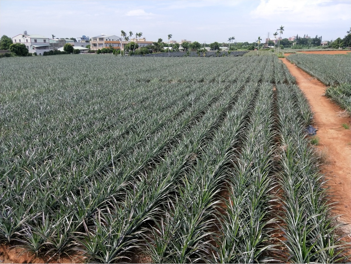 旺萊山-鳳梨文化園區 | 去趣 chicTrip
