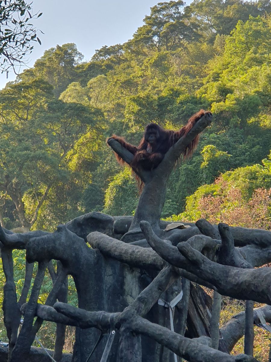 臺北市立動物園 | 去趣 chicTrip