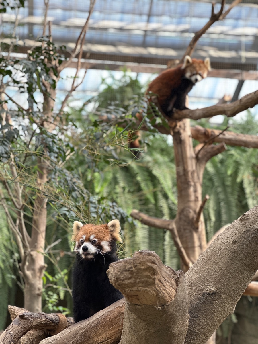 神戶動物王國 | 去趣 chicTrip