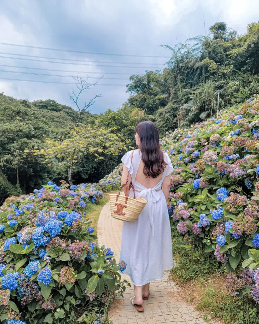高家繡球花田-萬里第三園區2025年預計4月底開始至7月底 | 去趣 chicTrip