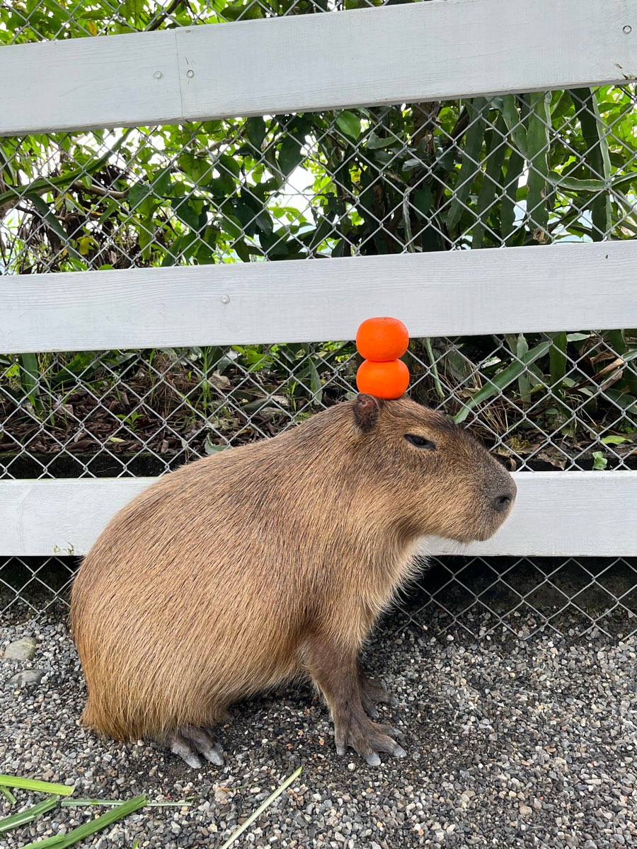 張美阿嬤農場（月森甯手作工坊） | 去趣 chicTrip