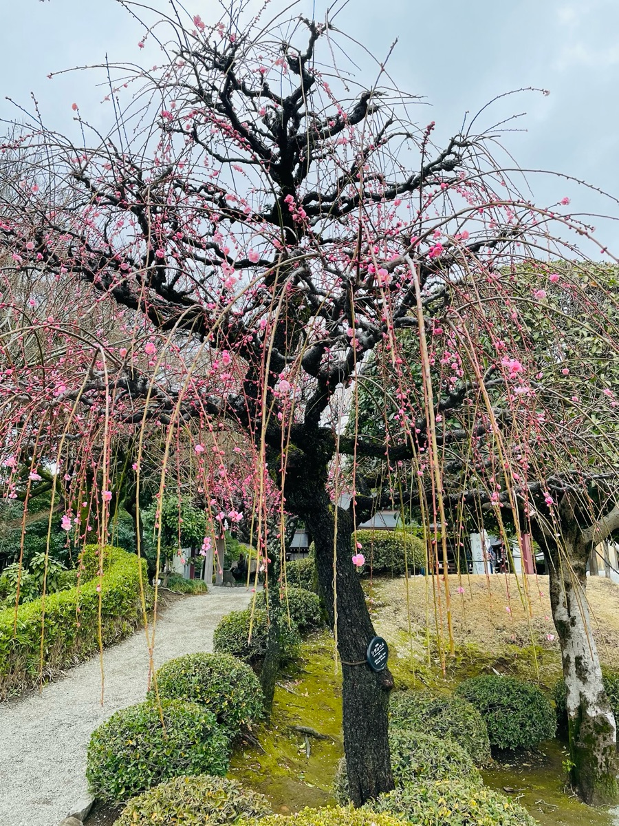 Suizenji Jojuen Garden | 去趣 chicTrip