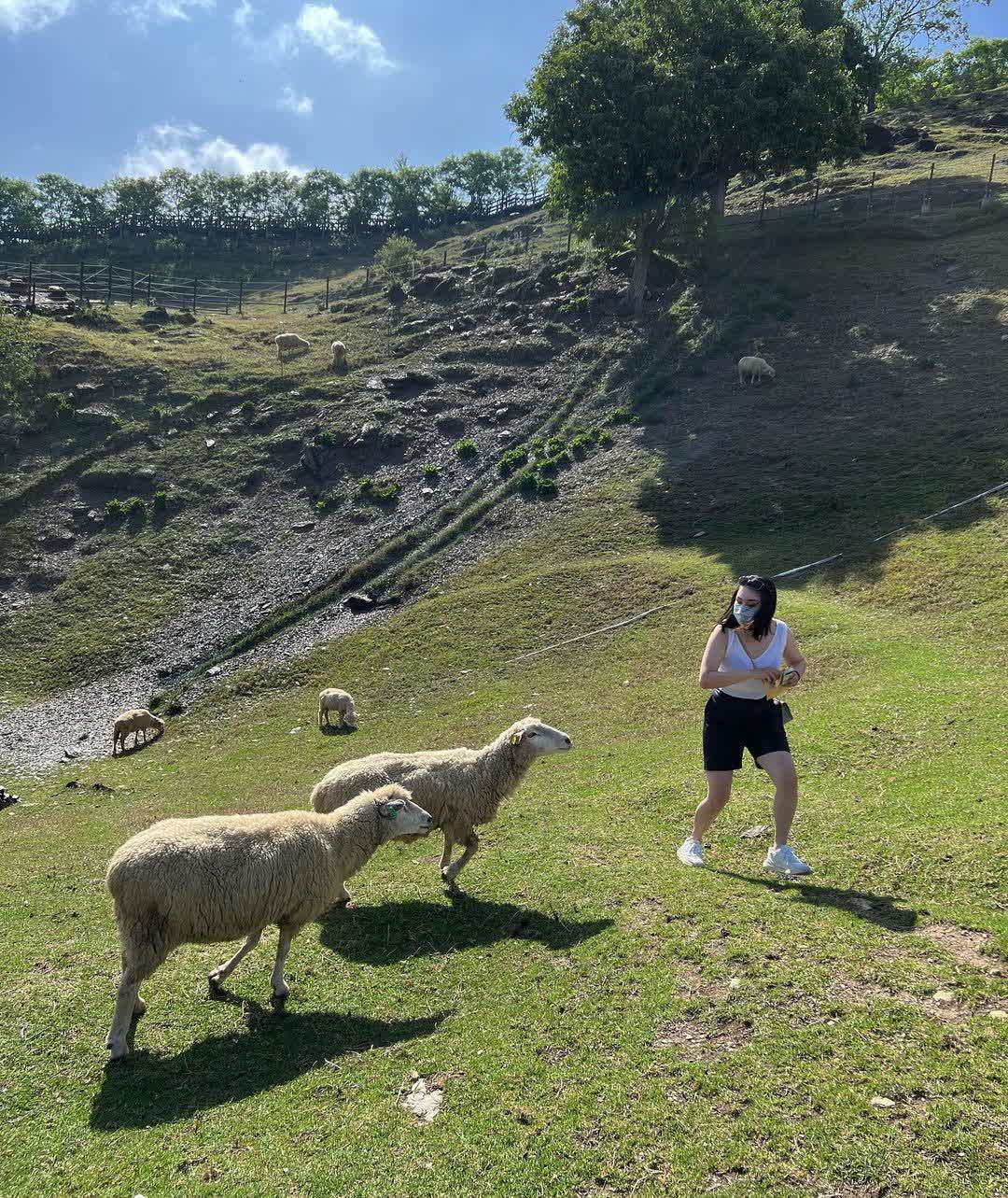 清境農場青青草原 | 去趣 chicTrip