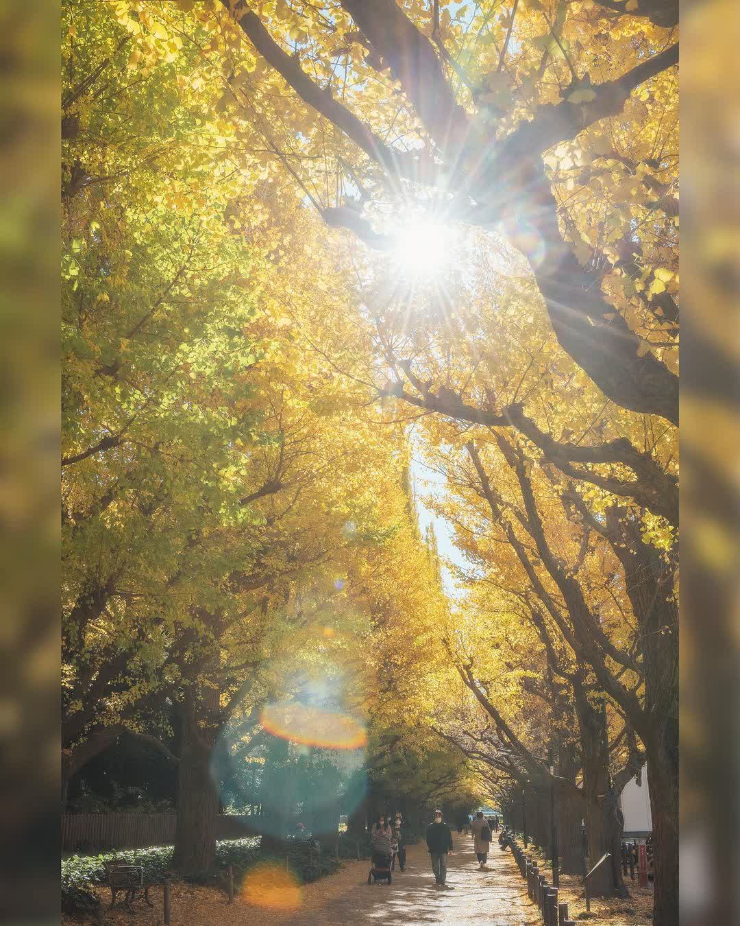 明治神宮外苑銀杏林 | 去趣 chicTrip