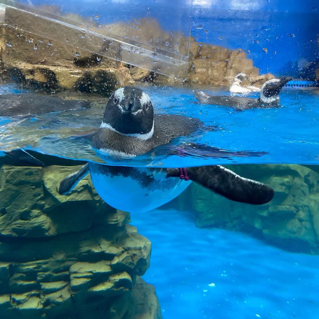 Xpark 水族館 | 去趣 chicTrip