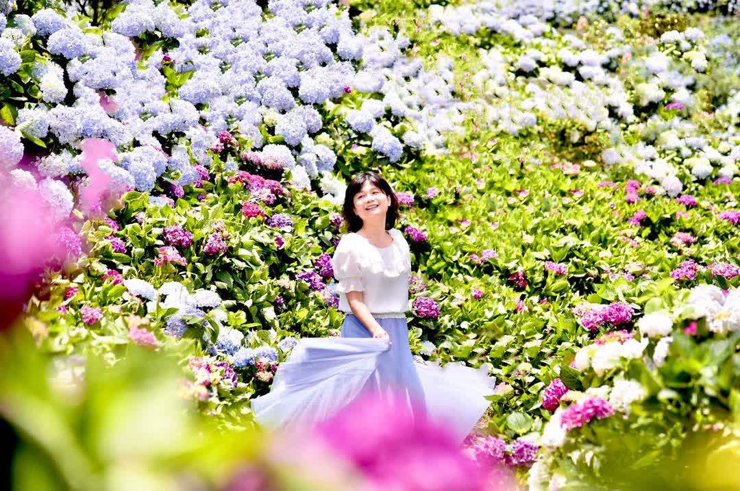 高家繡球花田-萬里第三園區2025年預計4月底開始至7月底 | 去趣 chicTrip