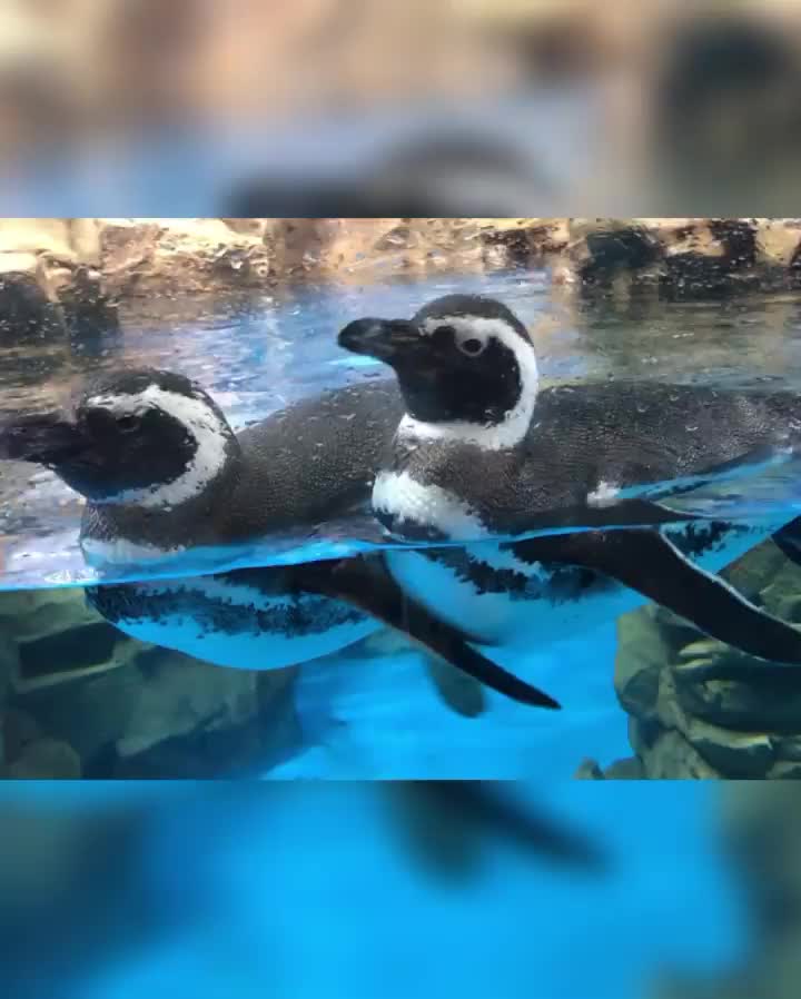 Xpark 水族館 | 去趣 chicTrip