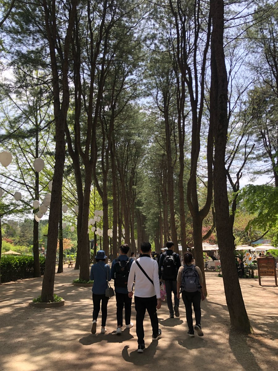 南怡島남이섬 | 去趣 chicTrip