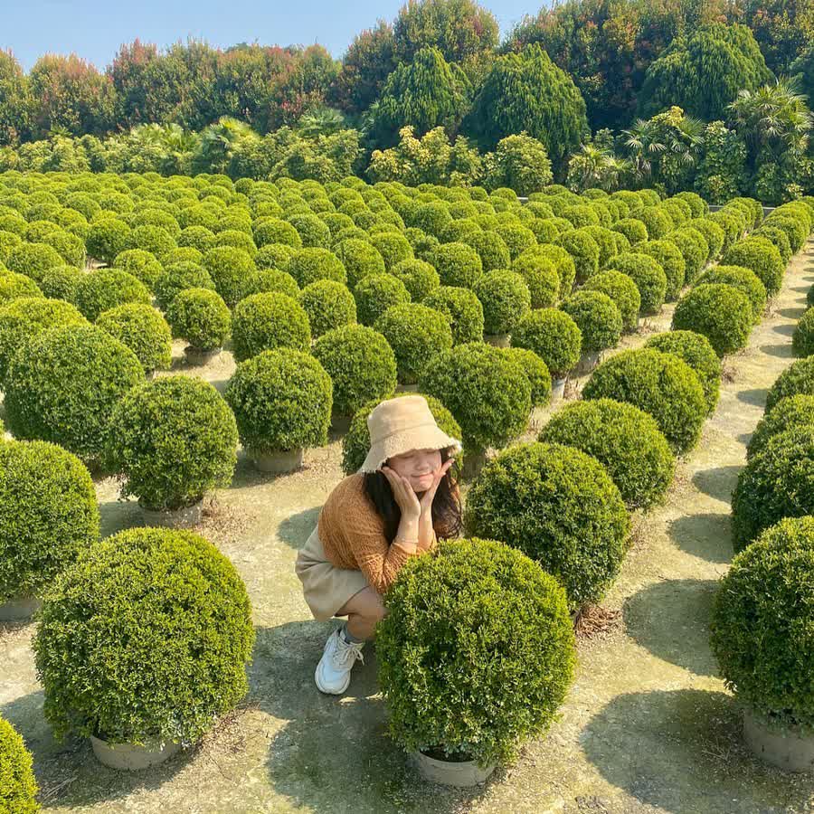 彰化田尾波波草 | 去趣 chicTrip