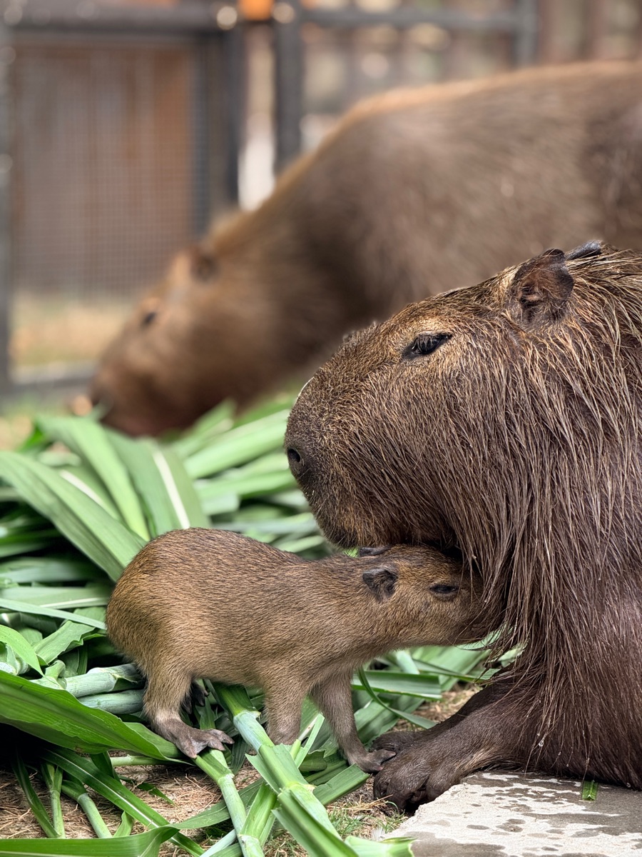 鹿芝谷生態景觀園區【試營運】 | 去趣 chicTrip