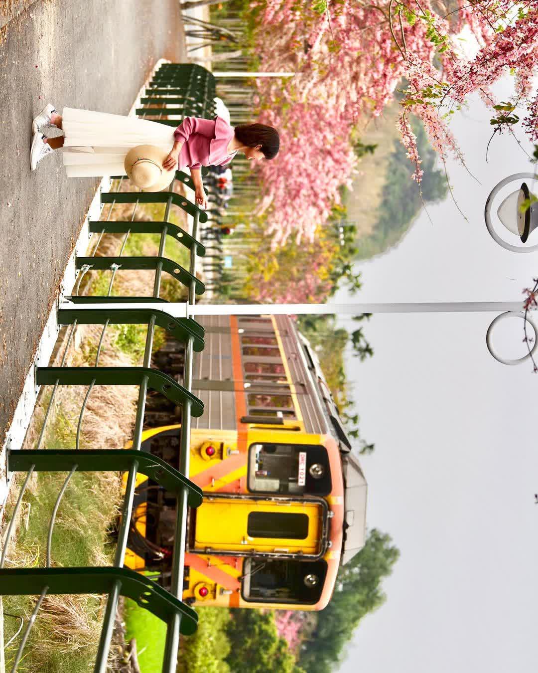 二水花旗木鐵道