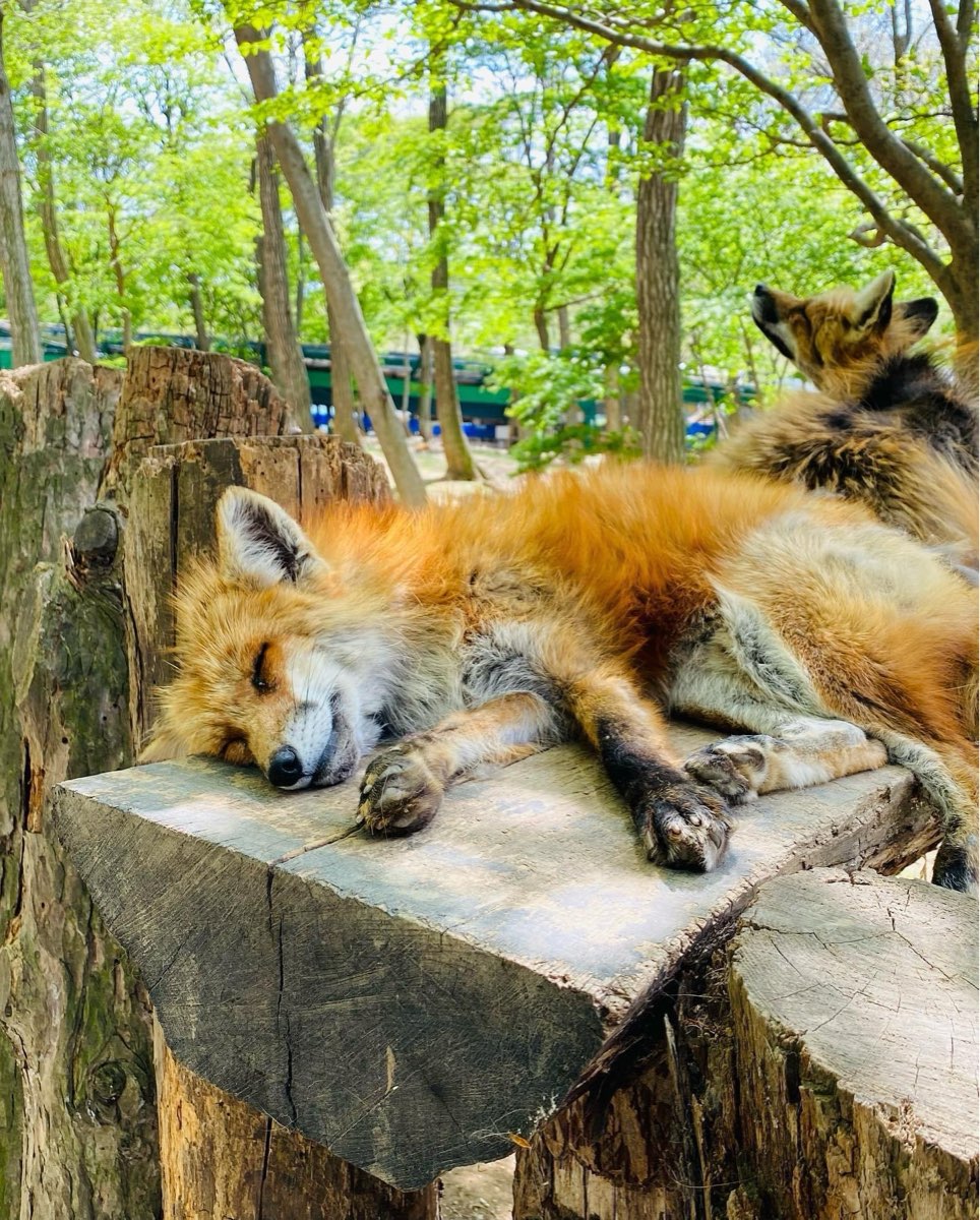 宮城藏王狐狸村 | 去趣 chicTrip