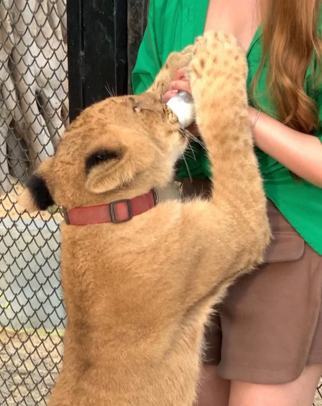 Safari Park Kanchanaburi | 去趣 chicTrip